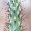 Cereus_aethiops_2